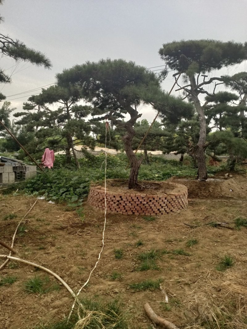 造型松（黑松.油松）