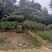 造型松（黑松.油松）