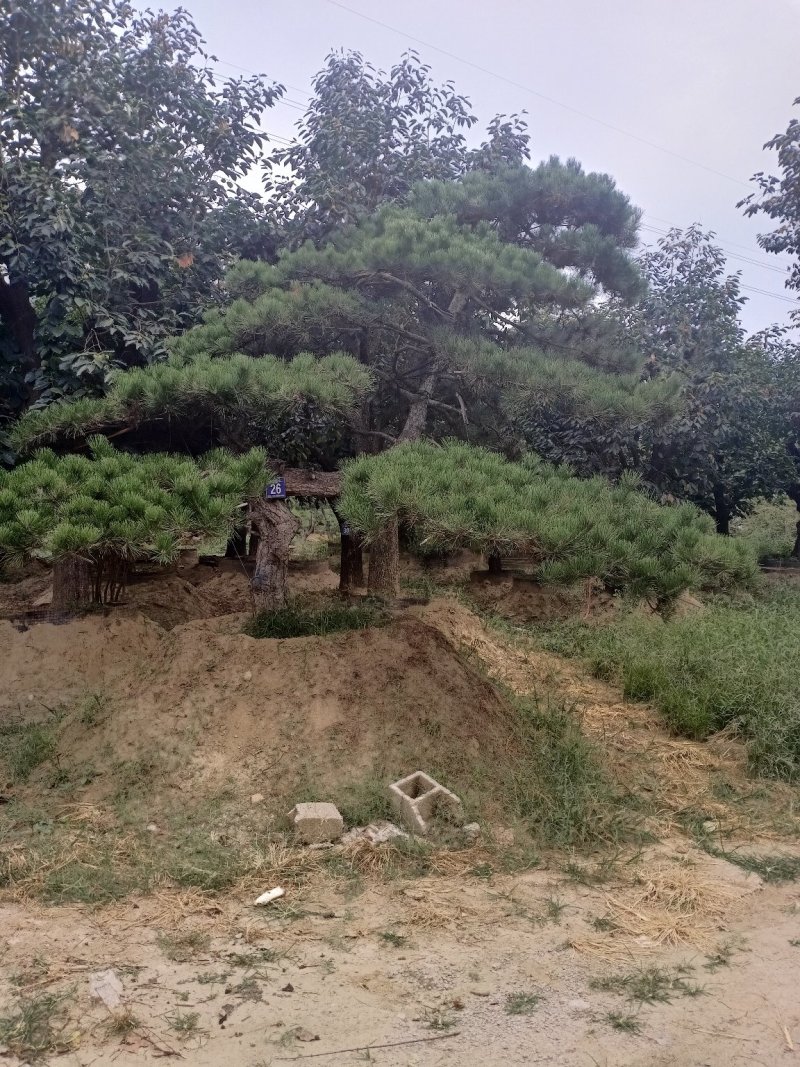 造型松（黑松.油松）