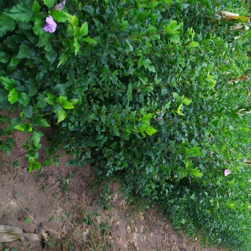 供应，丛生木槿80-150高，4个分枝
