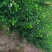 供应，丛生木槿80-150高，4个分枝