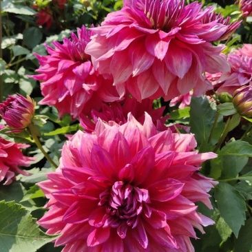 大丽花