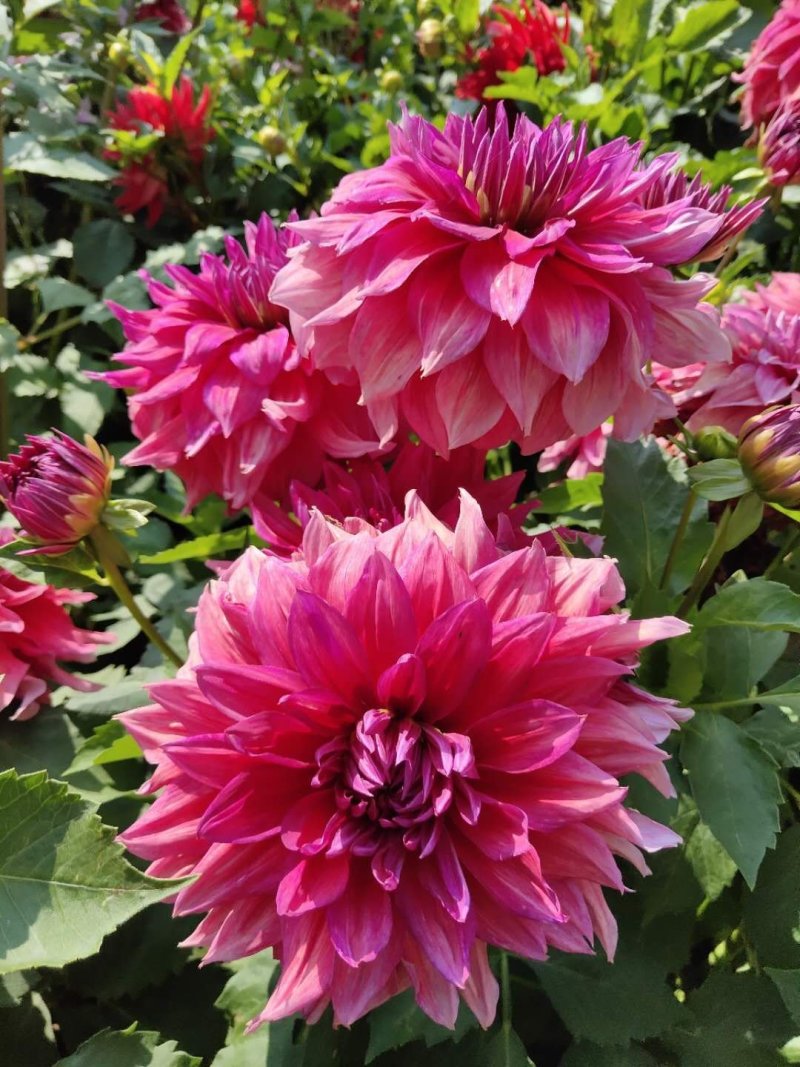大丽花
