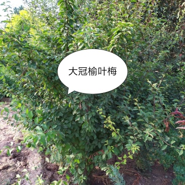 供应，大冠榆叶梅高度2米冠150米