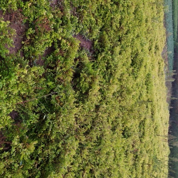 供应，金山金艳绣线菊30-50公分
