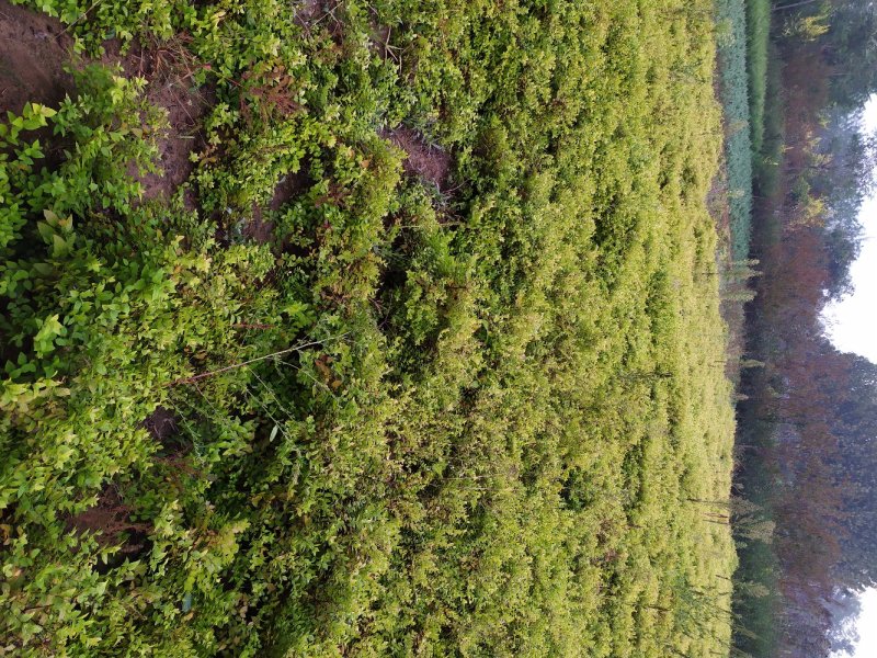 供应，金山金艳绣线菊30-50公分