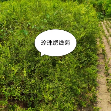 供应，珍珠绣线菊50-1米