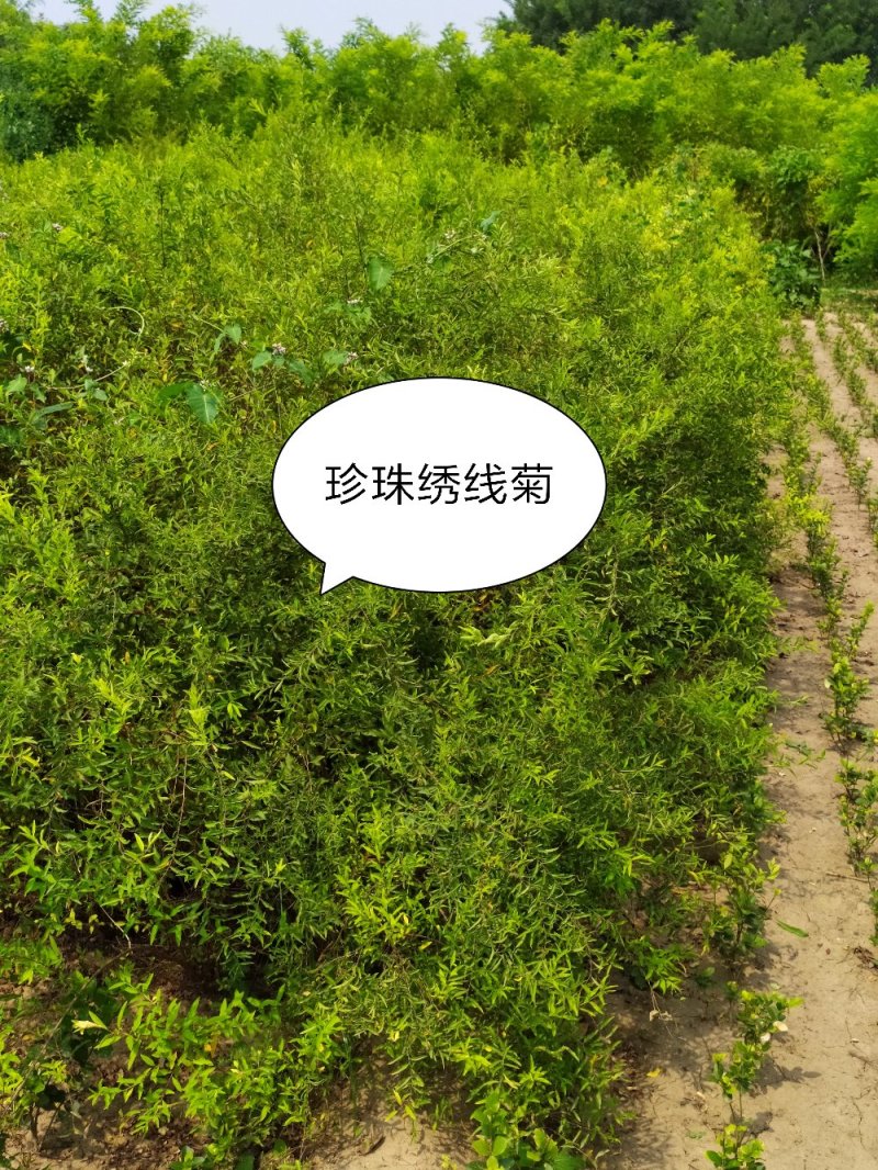 供应，珍珠绣线菊50-1米