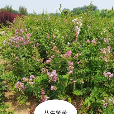供应，丛生紫薇4-5个分枝