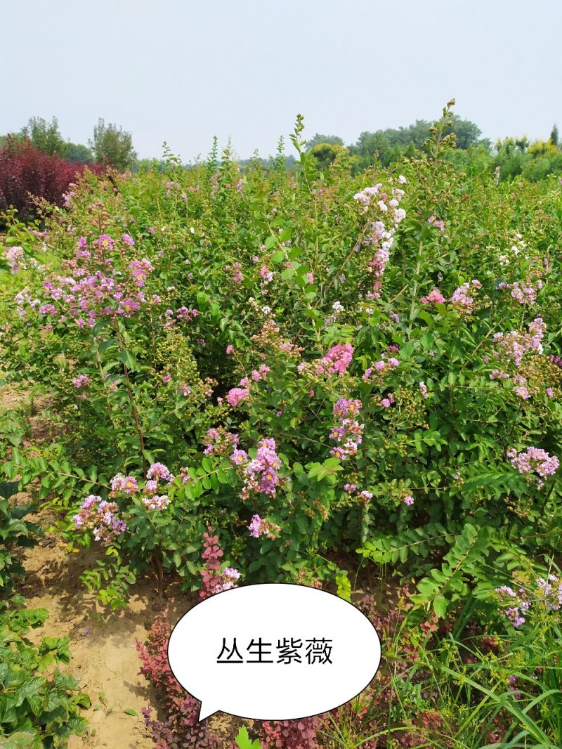 供应，丛生紫薇4-5个分枝