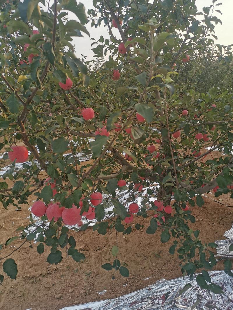 大量供应辽南地区红富士苹果（产地直发）全红