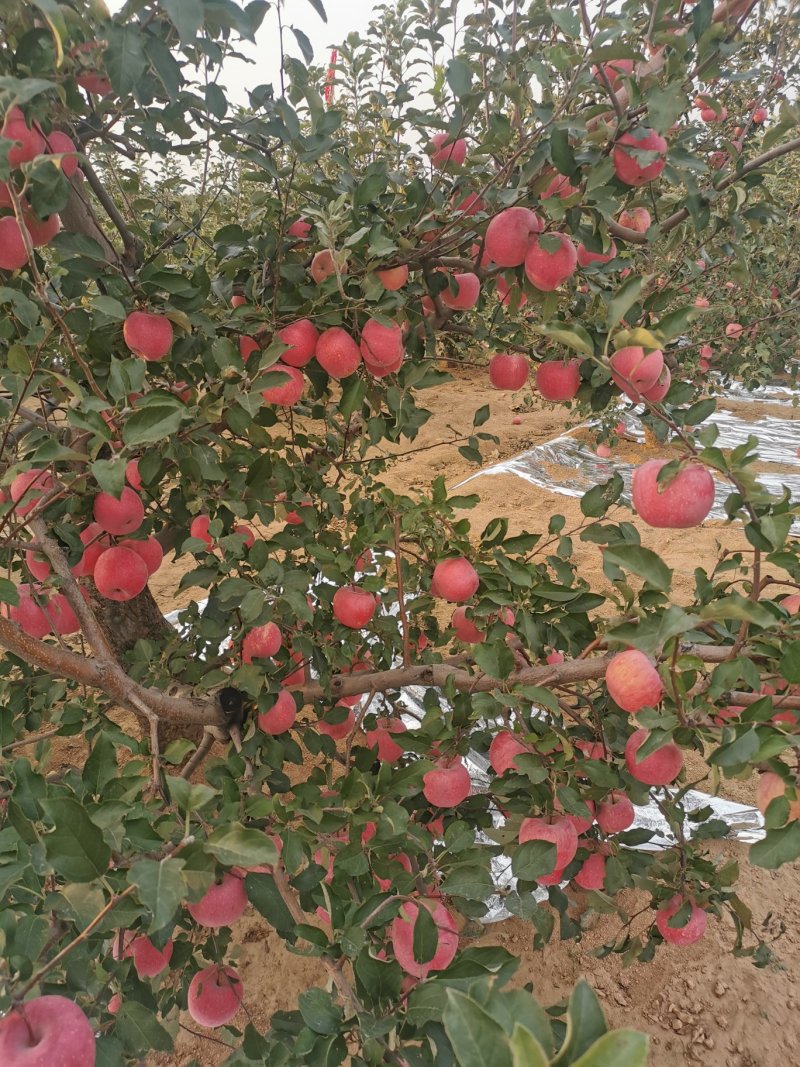 大量供应辽南地区红富士苹果（产地直发）全红