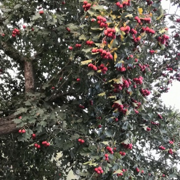 各种水果