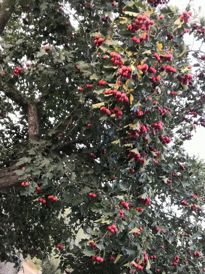 各种水果