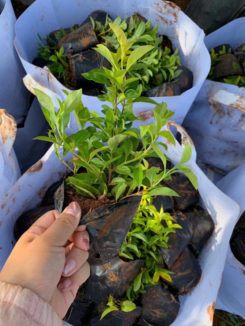 龙船花营养杯龙船花20/25/30