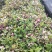 龙船花营养杯龙船花20/25/30