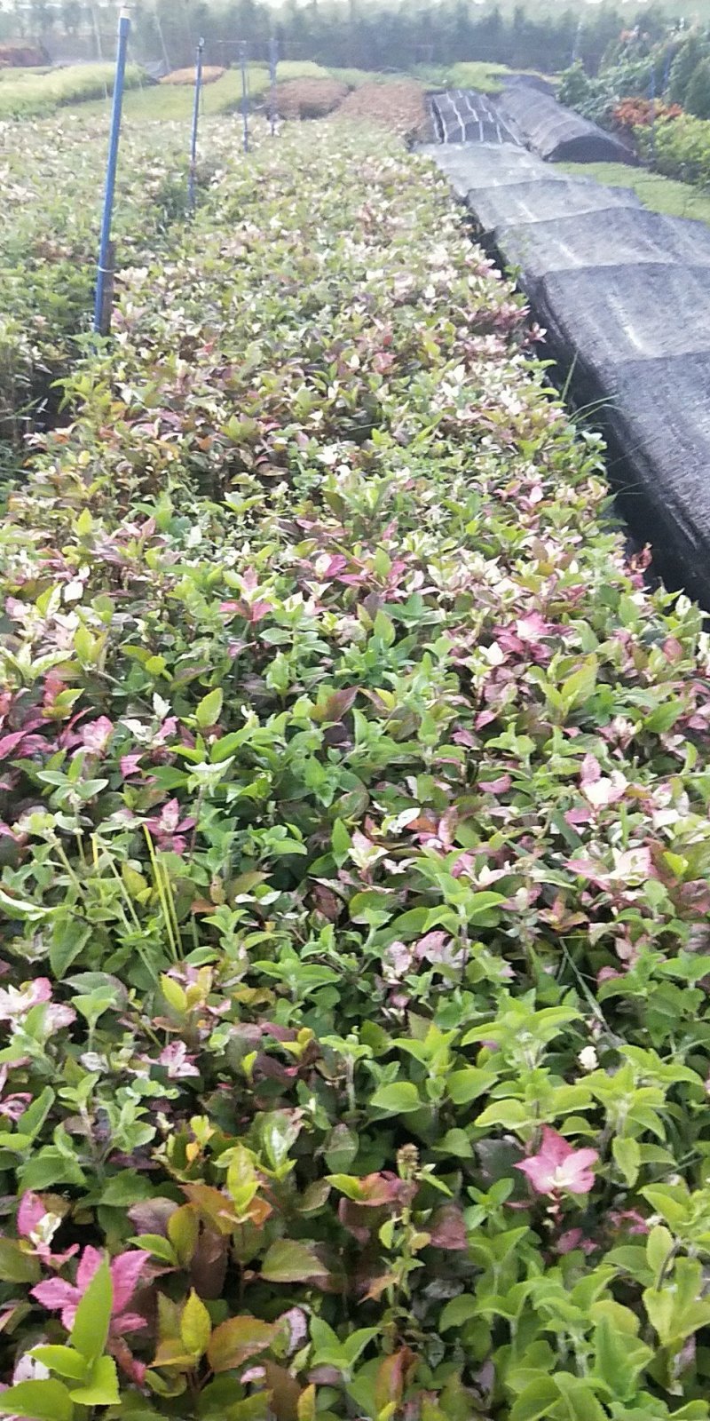 龙船花营养杯龙船花20/25/30