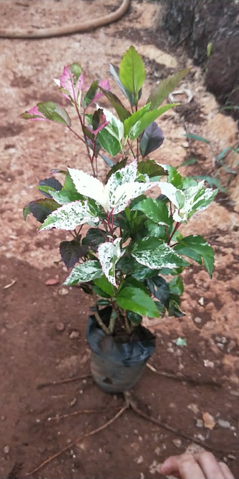 龙船花营养杯龙船花20/25/30
