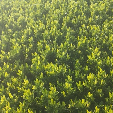 龙船花营养杯龙船花20/25/30