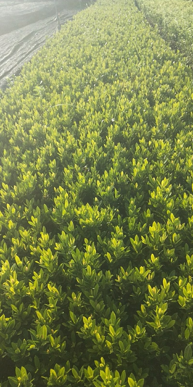 龙船花营养杯龙船花20/25/30