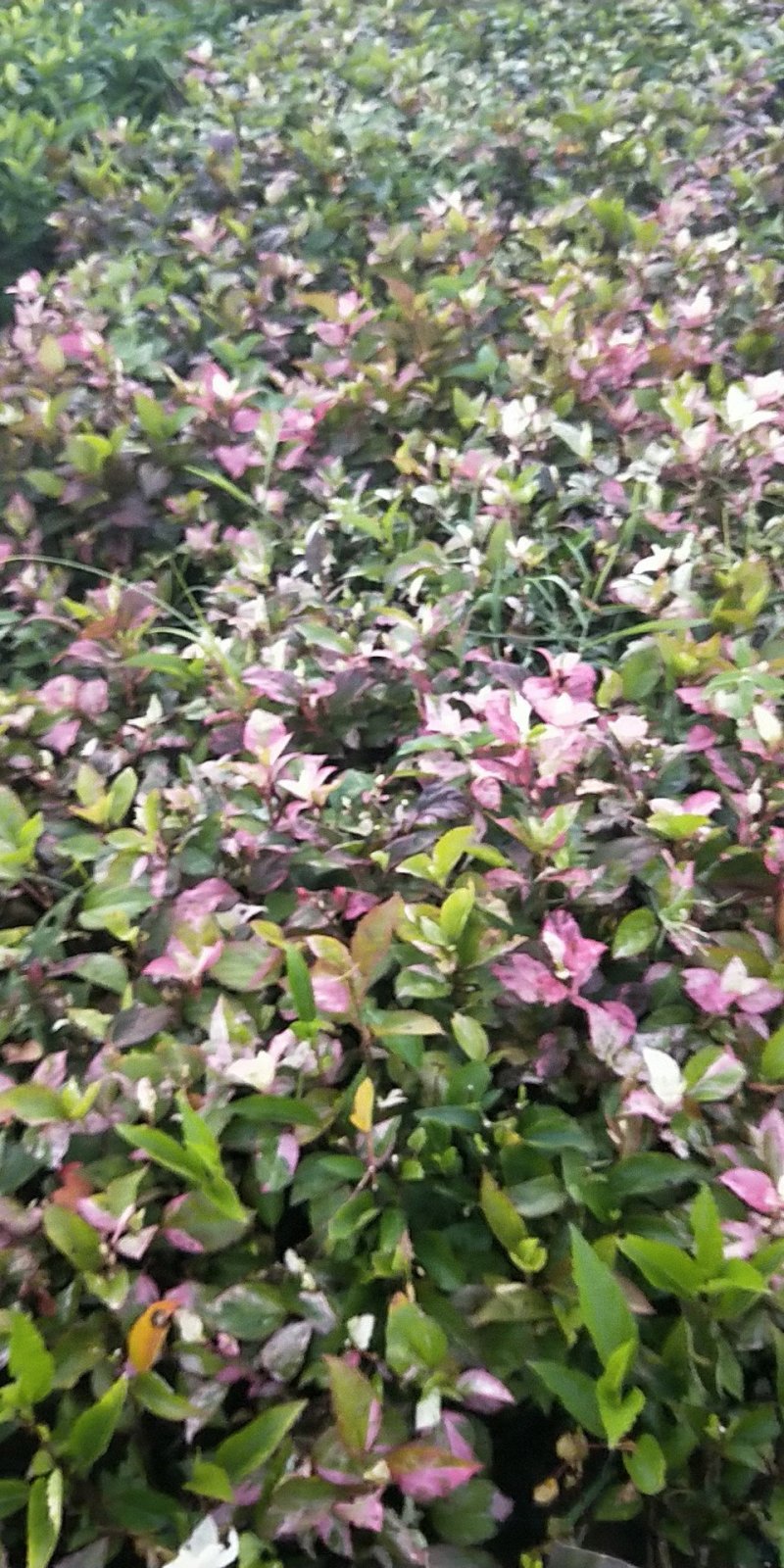 龙船花营养杯龙船花20/25/30
