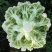 湖北湖北精品散花，松花菜，保质保量，需全国客商长期合作