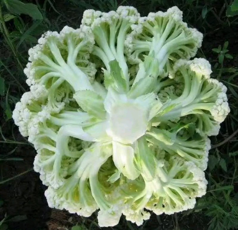 湖北湖北精品散花，松花菜，保质保量，需全国客商长期合作