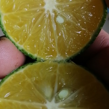 普通小青柑