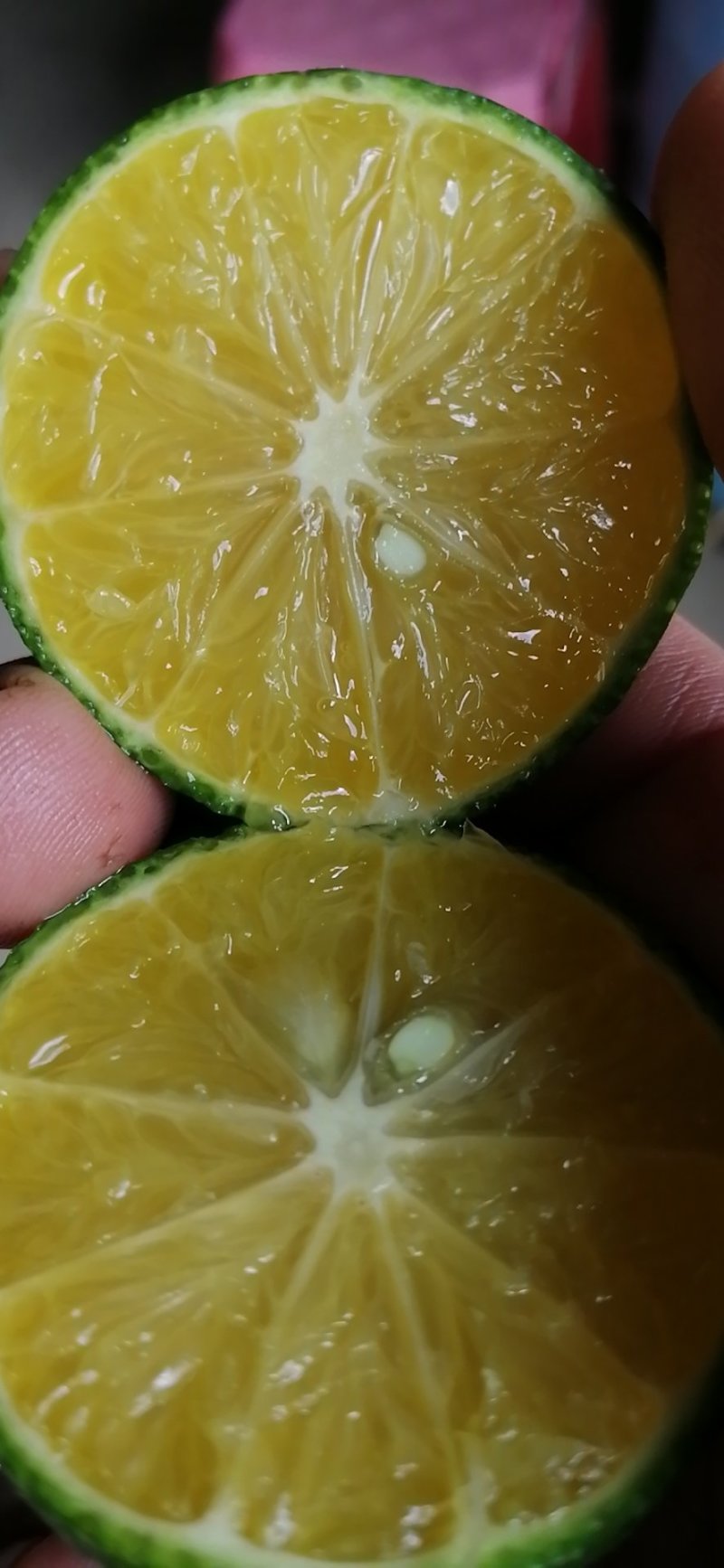 普通小青柑