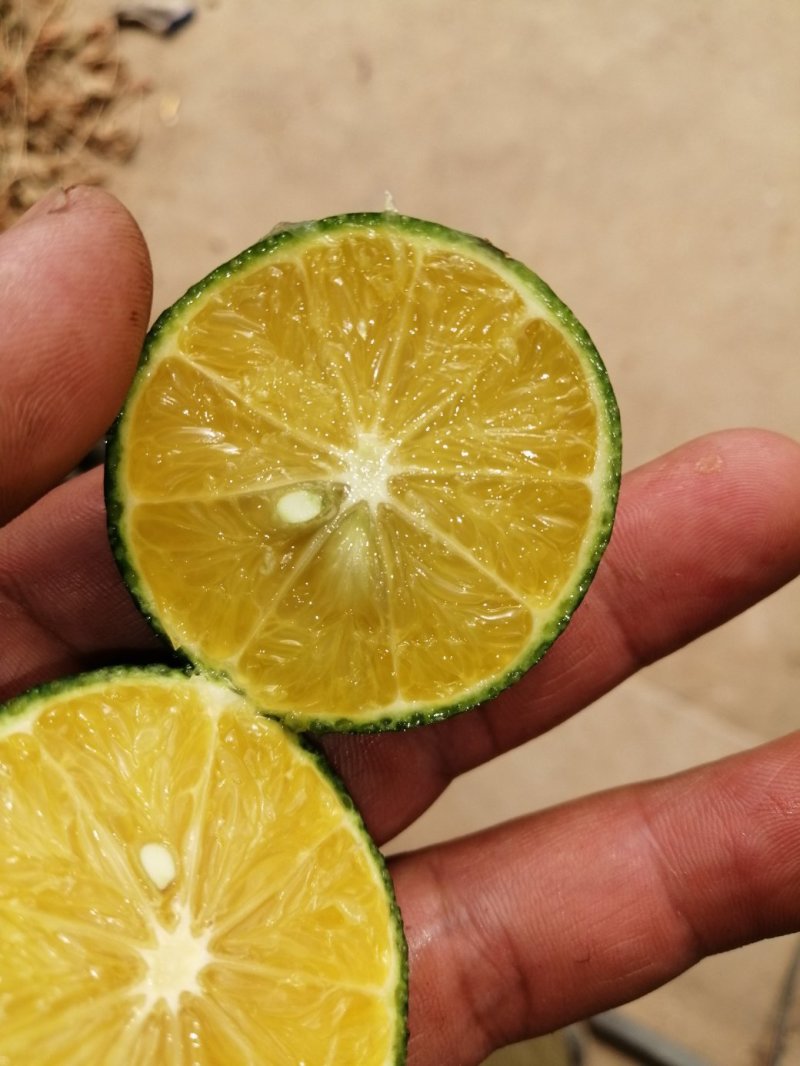 普通小青柑