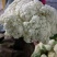 松花菜，散花【视频看货产地直发.诚信代发全国】