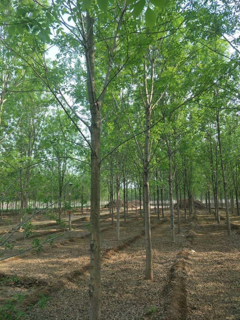 白蜡树绿化苗木大量速生白蜡1-20公分及白蜡树苗