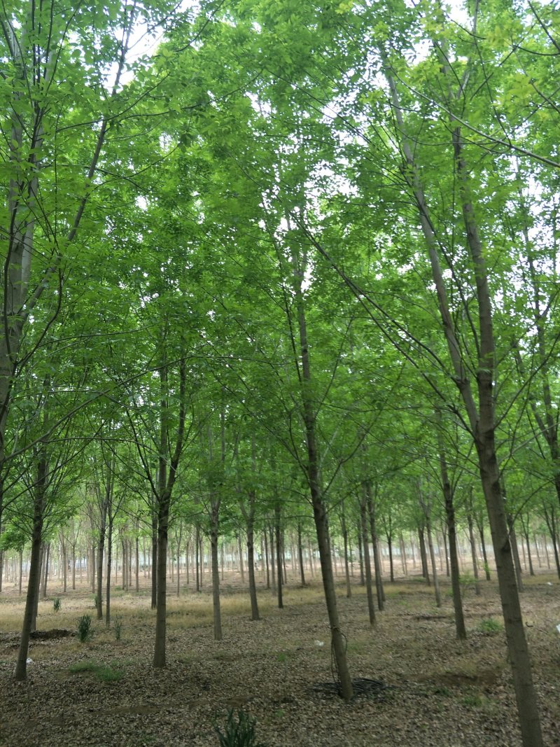 白蜡树绿化苗木大量速生白蜡1-20公分及白蜡树苗