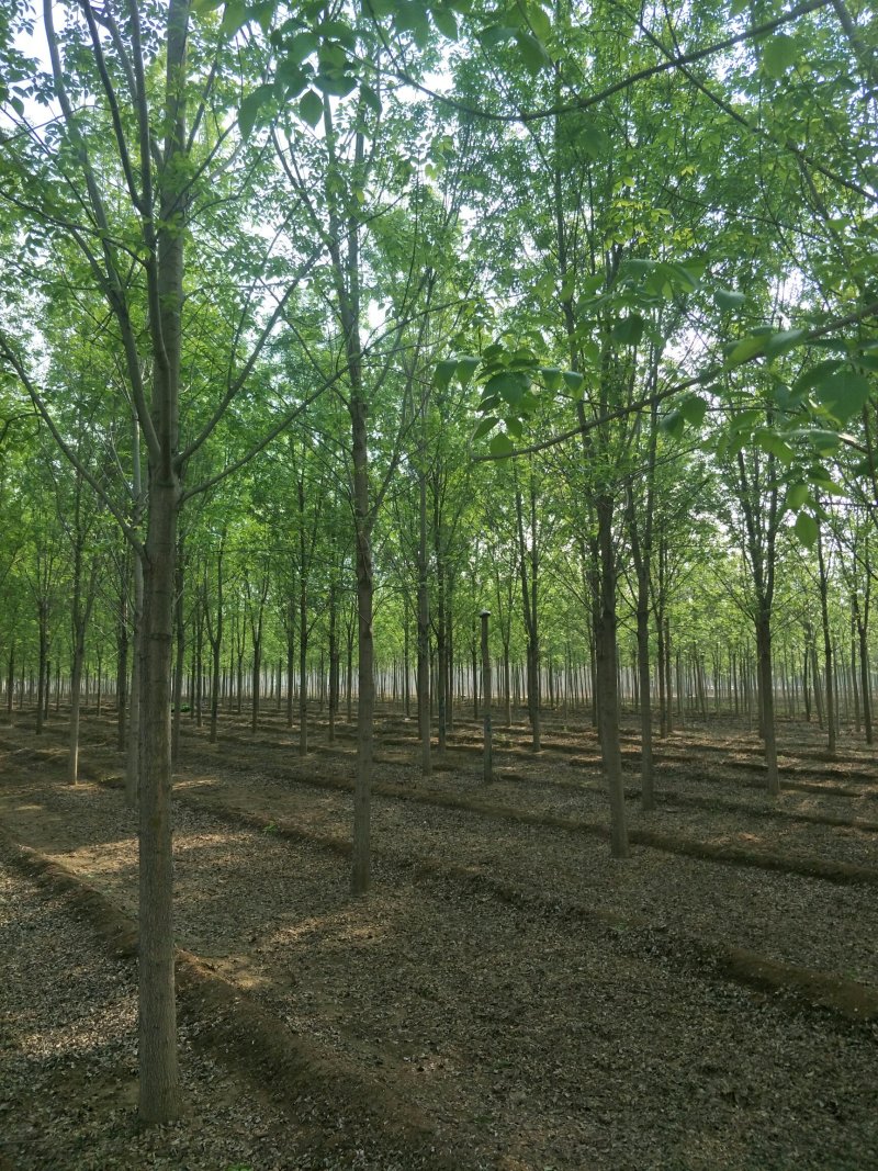 白蜡树绿化苗木大量速生白蜡1-20公分及白蜡树苗