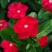 长春花种子四季易播易种花海公园庭院观赏植物