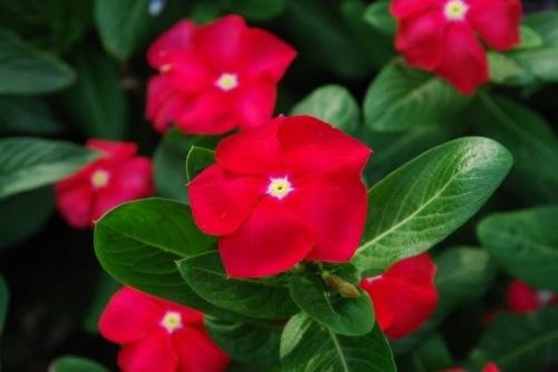 长春花种子四季易播易种花海公园庭院观赏植物