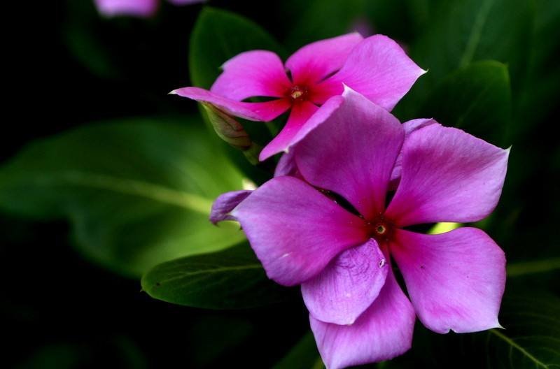 长春花种子四季易播易种花海公园庭院观赏植物
