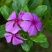 长春花种子四季易播易种花海公园庭院观赏植物