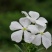 长春花种子四季易播易种花海公园庭院观赏植物