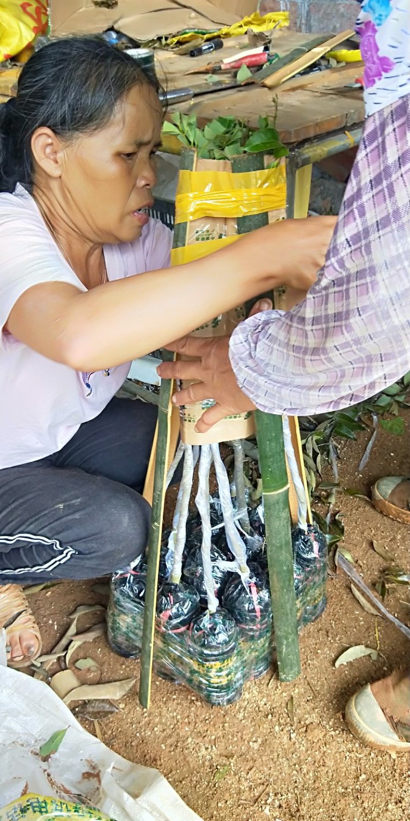 无核荔枝苗，桂味荔枝苗，妃子笑荔枝苗等基地直发