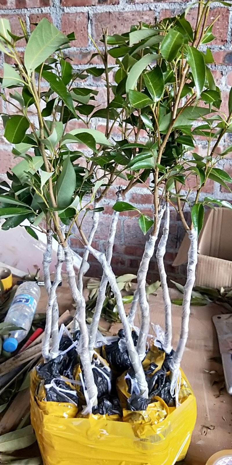 无核荔枝苗，桂味荔枝苗，妃子笑荔枝苗等基地直发