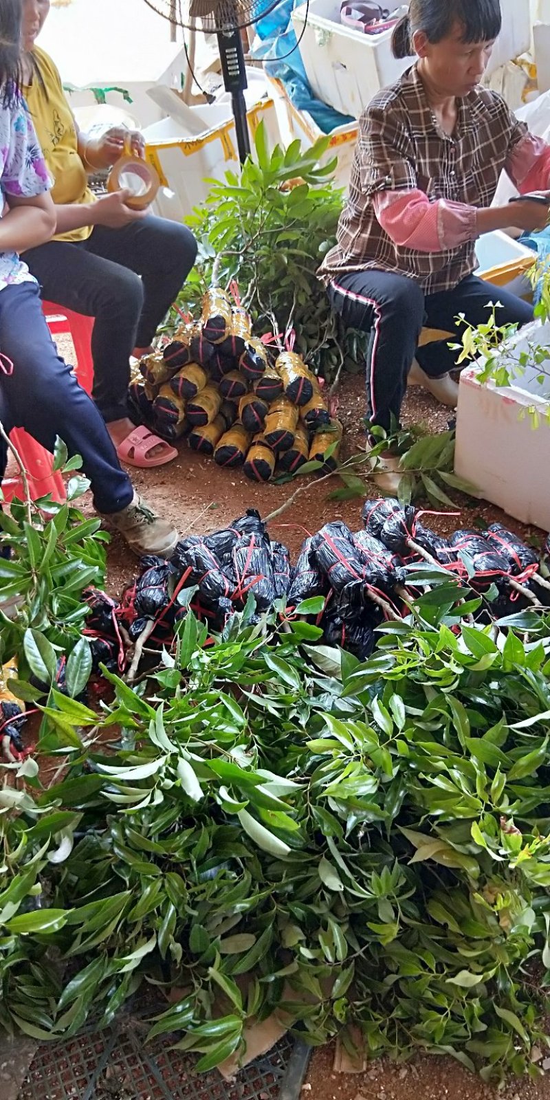 无核荔枝苗，桂味荔枝苗，妃子笑荔枝苗等基地直发