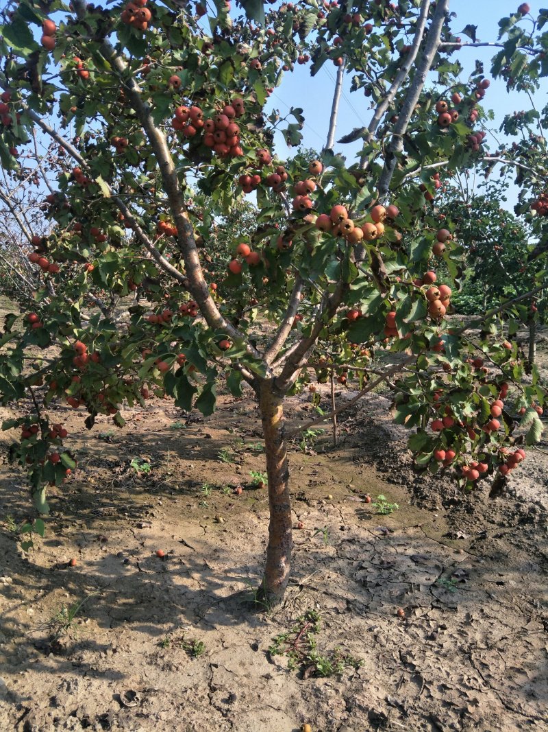 出售5-15公分精品山楂树