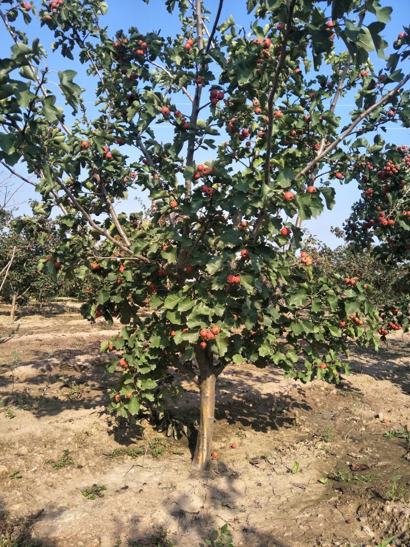 出售5-15公分精品山楂树
