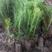 油松油松苗各种规格油松树苗15-600厘米