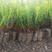 油松油松苗各种规格油松树苗15-600厘米