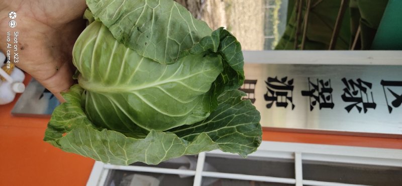 甘蓝，品种多，货源充足，绿翠源果蔬专业合作社