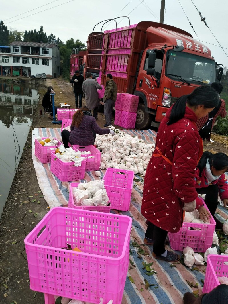不知火、又名丑八怪，纯甜化渣，肉脆，对接全国批发商及电商