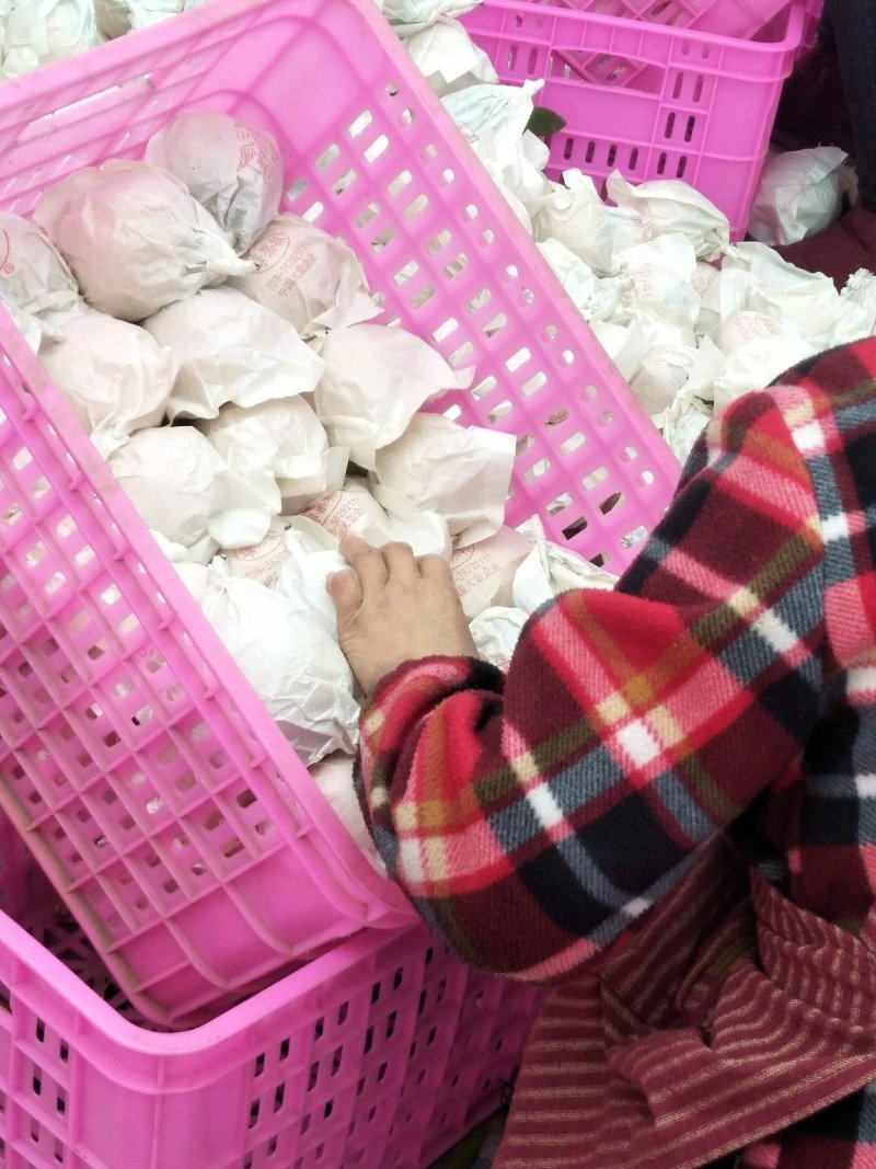 不知火、又名丑八怪，纯甜化渣，肉脆，对接全国批发商及电商