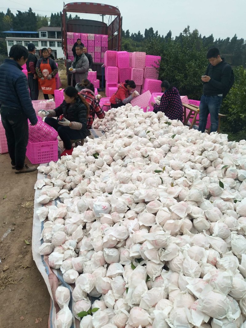 不知火、又名丑八怪，纯甜化渣，肉脆，对接全国批发商及电商